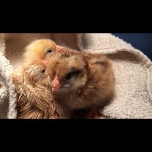 Meet your Posher, Beccy